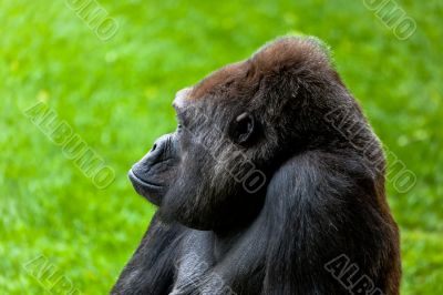 Gorilla of coast,  Gorilla gorilla