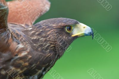Harris`s falcon (Parabuteo unicintus)
