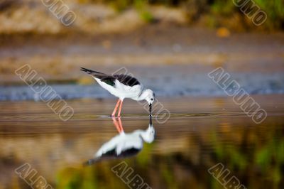 Black-Winged Stilt