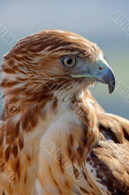 Eagle of red tail (Buteo jamaicensis)