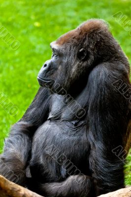Gorilla of coast,  Gorilla gorilla