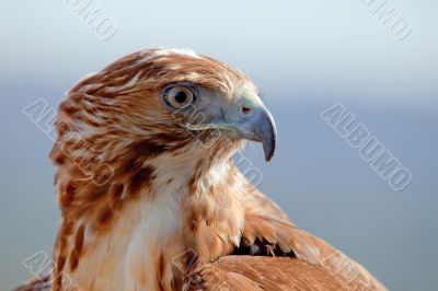 Eagle of red tail (Buteo jamaicensis)
