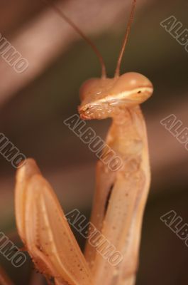 Praying mantis ( Mantis religiosa )