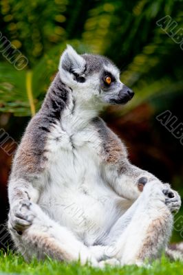Lemur of ring-shaped tail ,Lemur catta