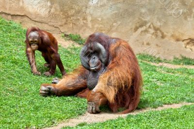 Orangutan of Borneo, Pongo Pygmaeus
