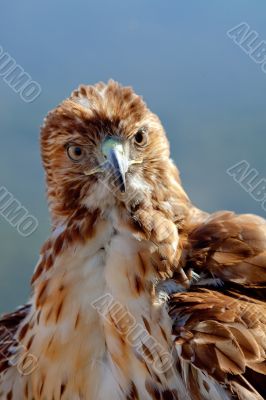 Eagle of red tail (Buteo jamaicensis)