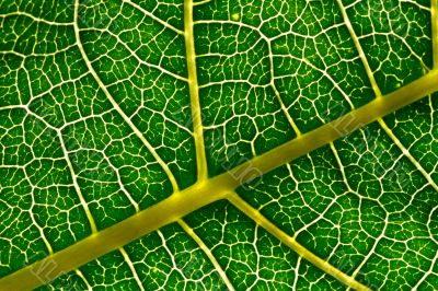 Leaf texture