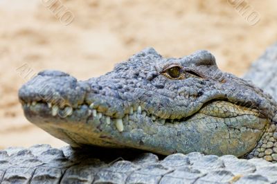 A nile crocodile, Crocodylus niloticus
