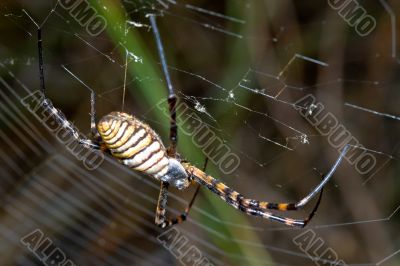 Spider, Argiope bruennichi