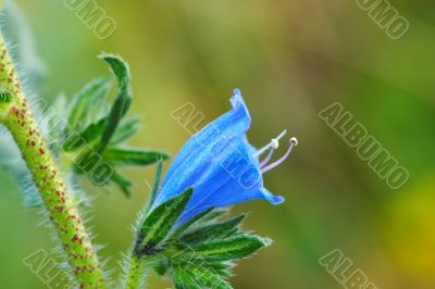 Flower (echium plantagineum)