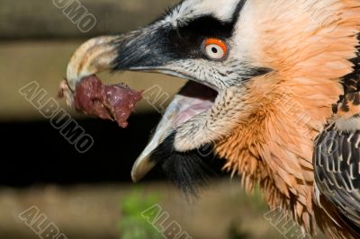 Lammergeier`s Specimen (Gypaetus barbatus)