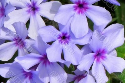 Light Purple Flowers