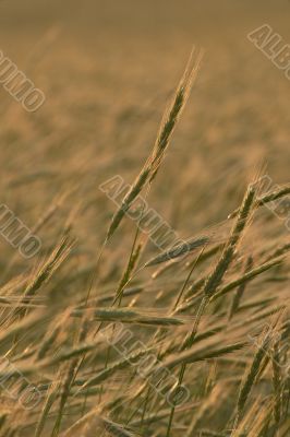 Wheat field