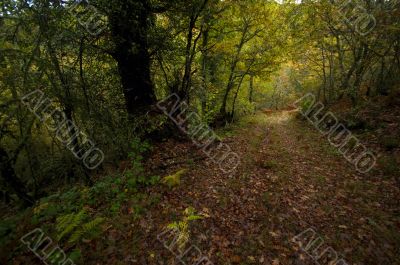 Forest path