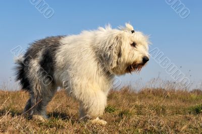 Old English Sheepdog