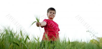 The boy in the rye field, isolated on white background