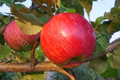 Red ripe apple on the tree in the garden