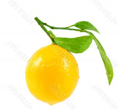 Lemon with leaves isolated on white background