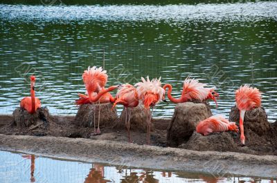 Pink flamingo in the Moscow Zoo