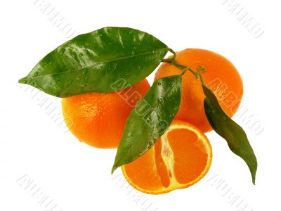 Tangerines with leaves isolated on white background Tangerines with leaves isolated on white background