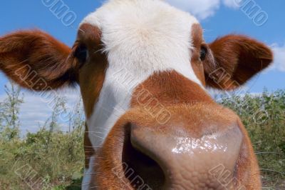 Mottled calf muzzle closeup