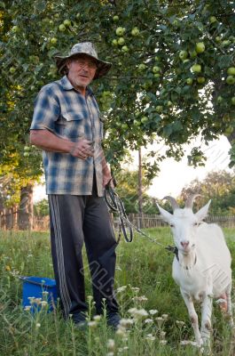 An elderly man with a white goat in the garden An elderly man with a white goat in the garden