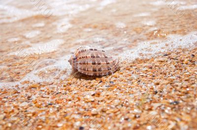 Beautiful sea shell lying on the sand