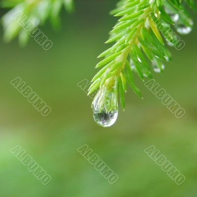 Reflection of forest in raindrop