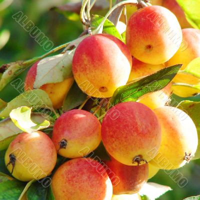 Wild apples Wild apples