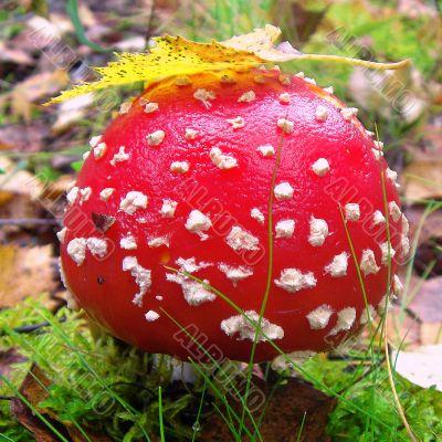Mushroom fly agaric Mushroom fly agaric