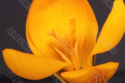 Crocus Crocus