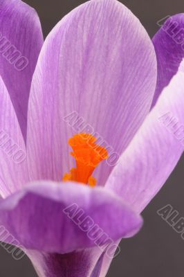 Crocus