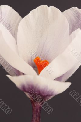 Crocus Crocus