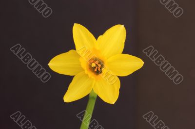 miniature daffodil miniature daffodil