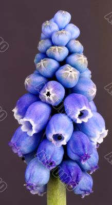 Muscari