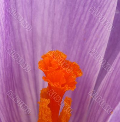 Crocus