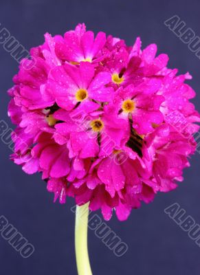 Primula denticulata 