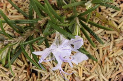 rosemary flower and dried leaves