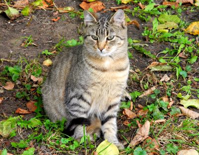 Tabby cat in autumn in Riga