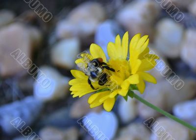 Bee On Yellow Flower ~ Watercolor Effect