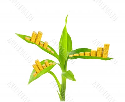 gold coins and plant isolated on white