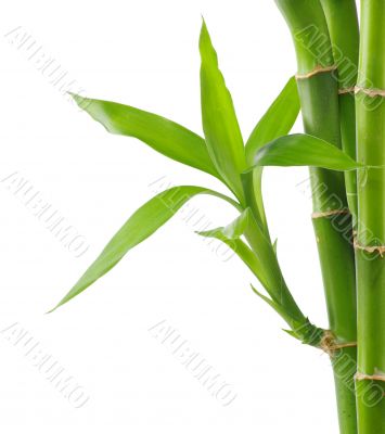 bamboo 