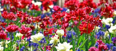 Beautiful spring flowers Beautiful spring flowers
