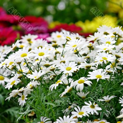 Small sunny chamomile flowers Small sunny chamomile flowers