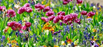Beautiful spring flowers Beautiful spring flowers