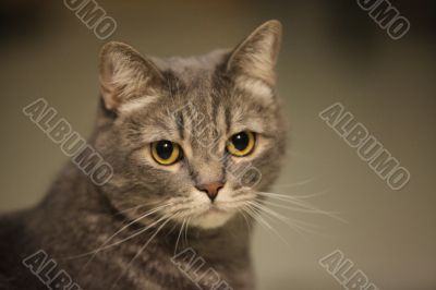 domestic cat domestic cat