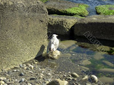 Alone seagull on the seashore summertime