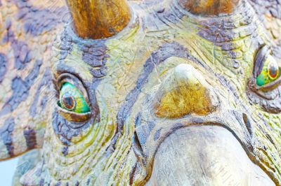 Triceratops portrait Triceratops portrait