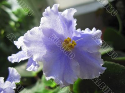 Violet flower with green leaves blooming in the house