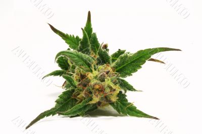 green cannabis bud
